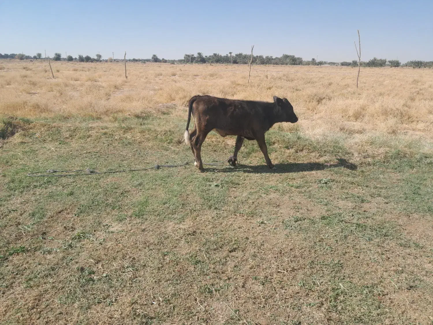 گاوبا گوساله|حیوانات مزرعه|دلگان, |دیوار