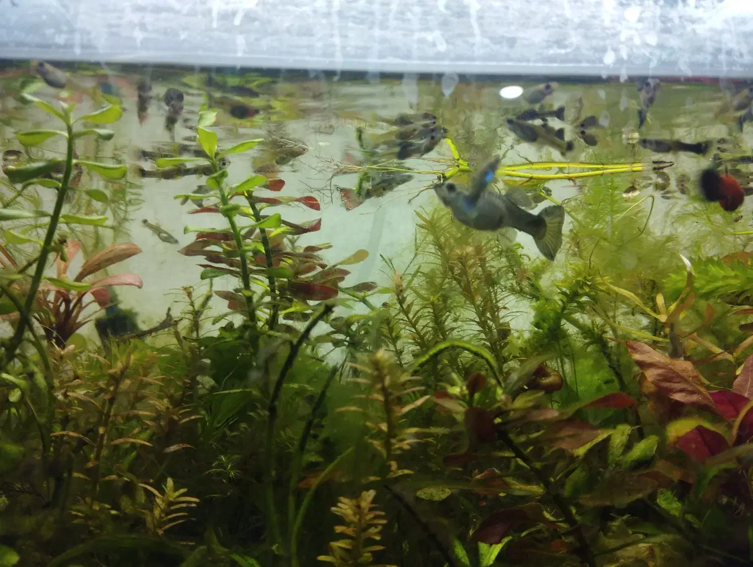 بچه ماهی ( گوپی)|ماهی|اهواز, کوی جانبازان(دانش)|دیوار