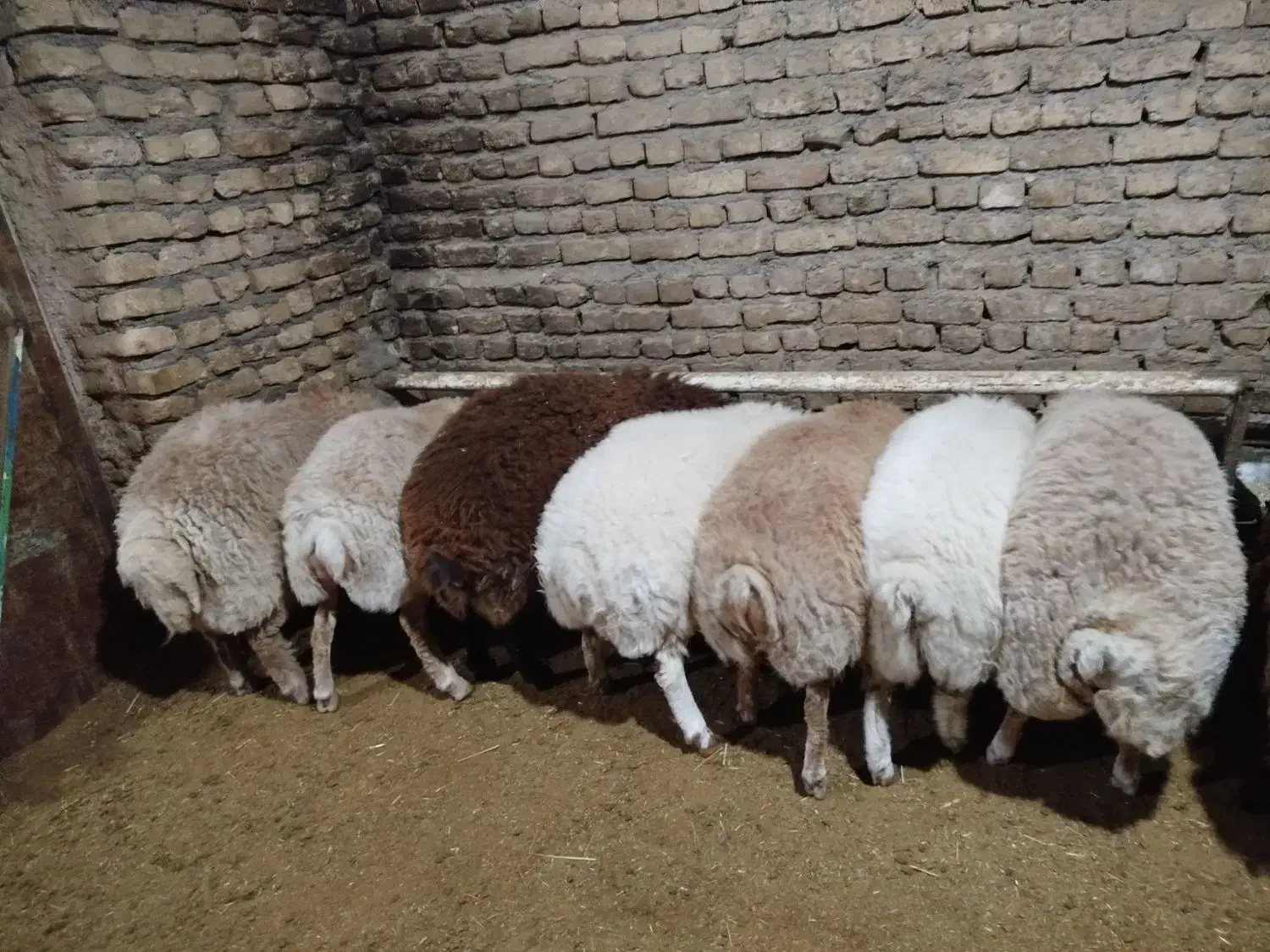 بره نر|حیوانات مزرعه|باخزر, |دیوار