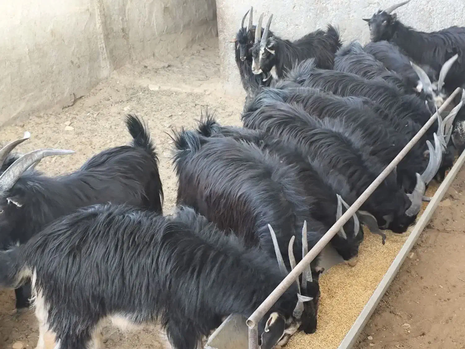 بزغاله بومی جو خورده چاق و به صرفه|حیوانات مزرعه|کویرات, |دیوار