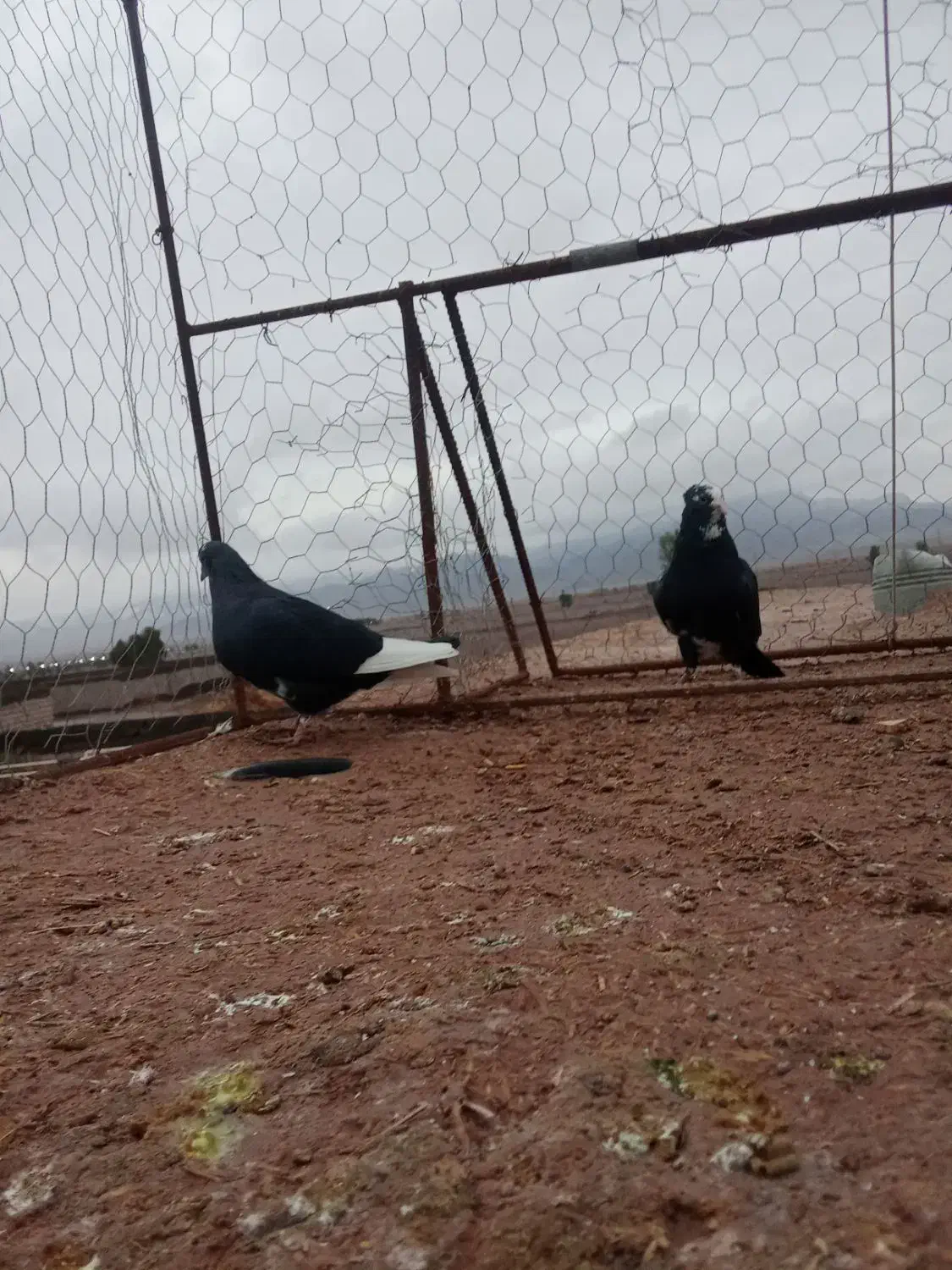 جفتی|پرنده|فردوس (کرمان), |دیوار