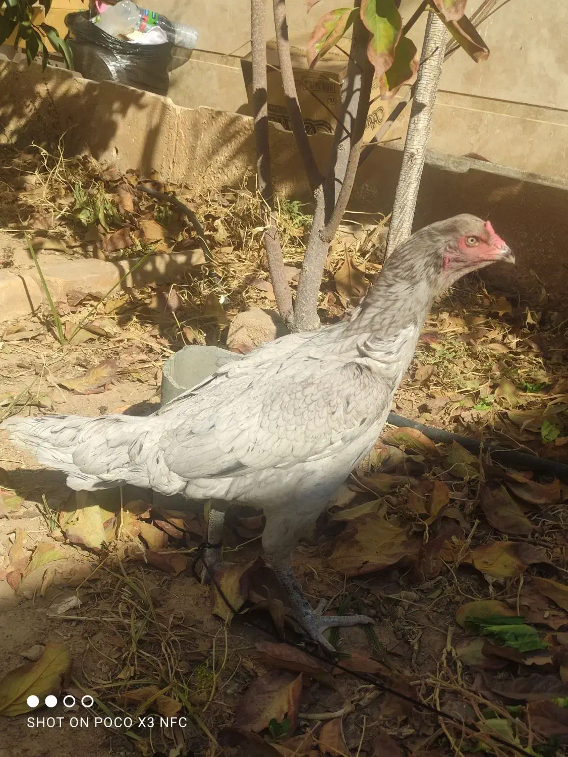 مرغ لاری|حیوانات مزرعه|شیراز, شهرک مهدیه|دیوار