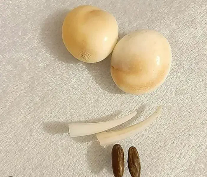 مهره های قدیمی کارکرده با همراهی دعا و سرکتاب|کلکسیون اشیاء عتیقه|مشهد, صیاد شیرازی|دیوار