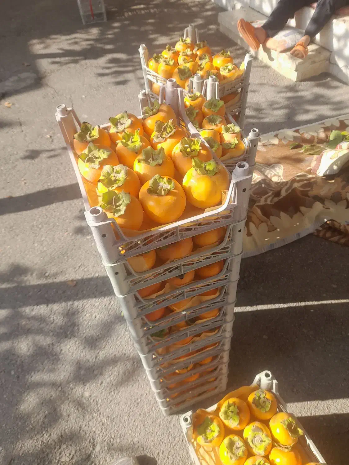 خرمالو|خدمات باغبانی و درختکاری|ارومیه, |دیوار