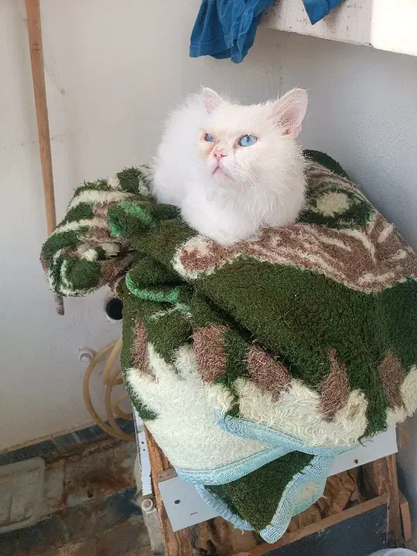 گربه|گربه|گرگان, |دیوار