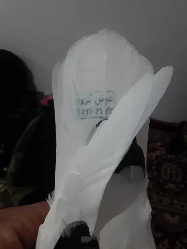 کبوتردوبرصیدشده|پرنده|سراب, |دیوار