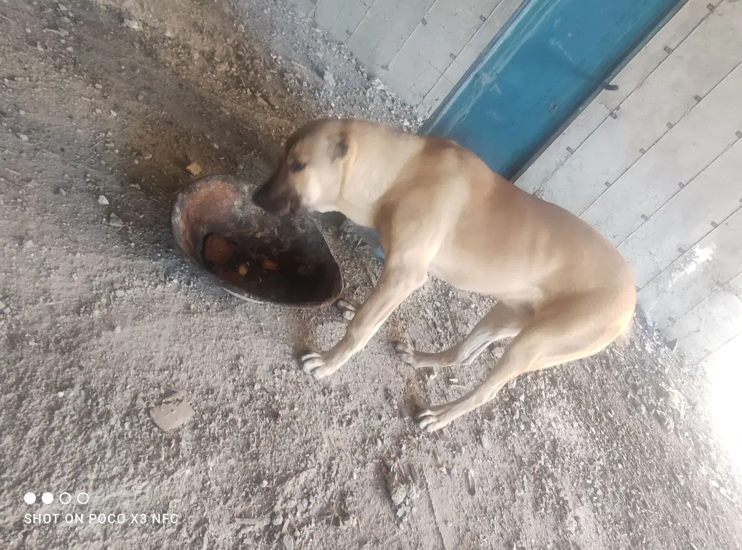 توله ماده سرابی|سگ|رباط‌کریم, رباط‌کریم|دیوار