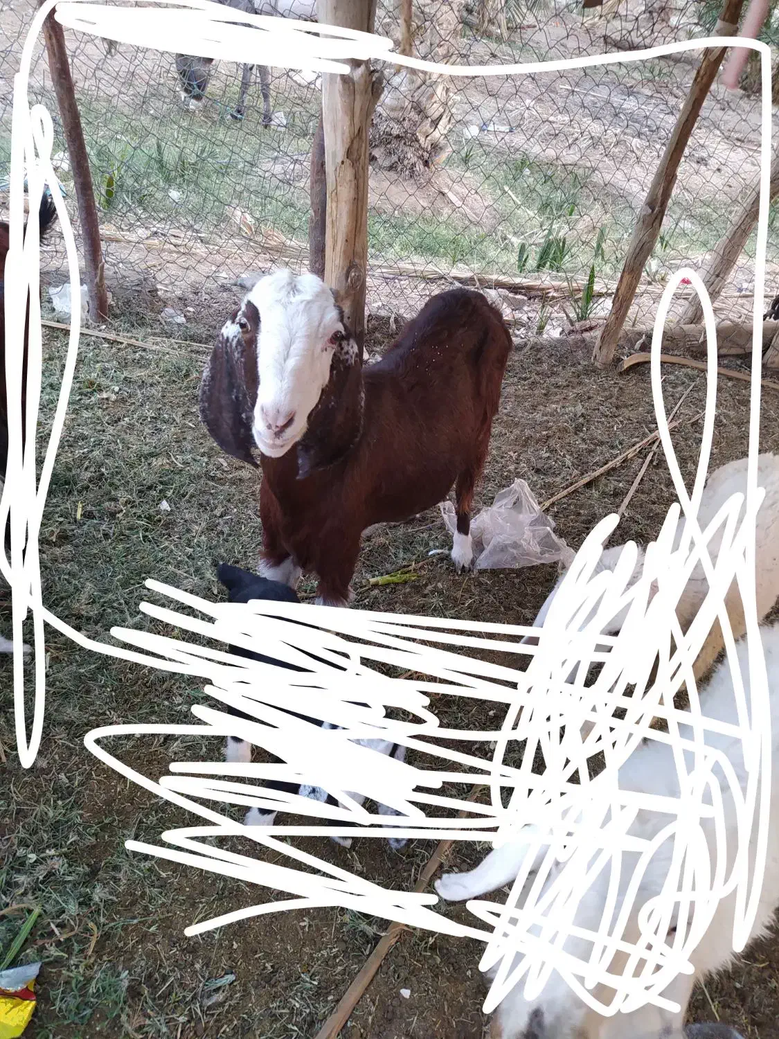 فروش گوسفند|حیوانات مزرعه|ایرانشهر, |دیوار