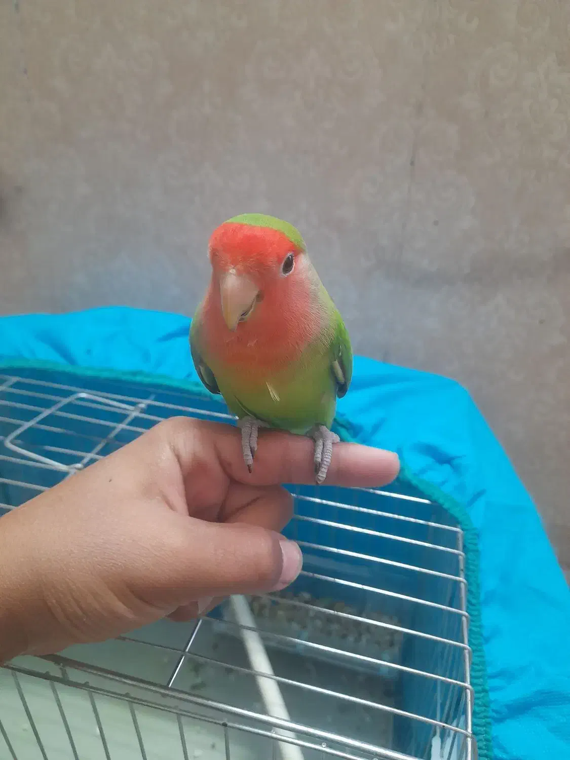 طوطی کوتوله|پرنده|بم, |دیوار