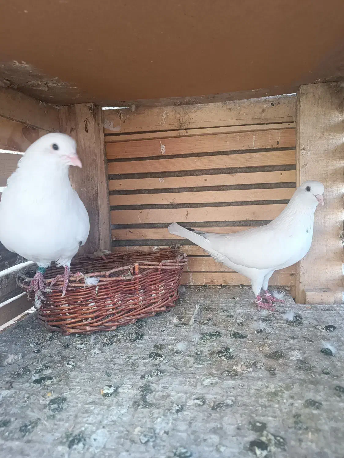 کبوتر کفتر|پرنده|گلستان (تهران), |دیوار