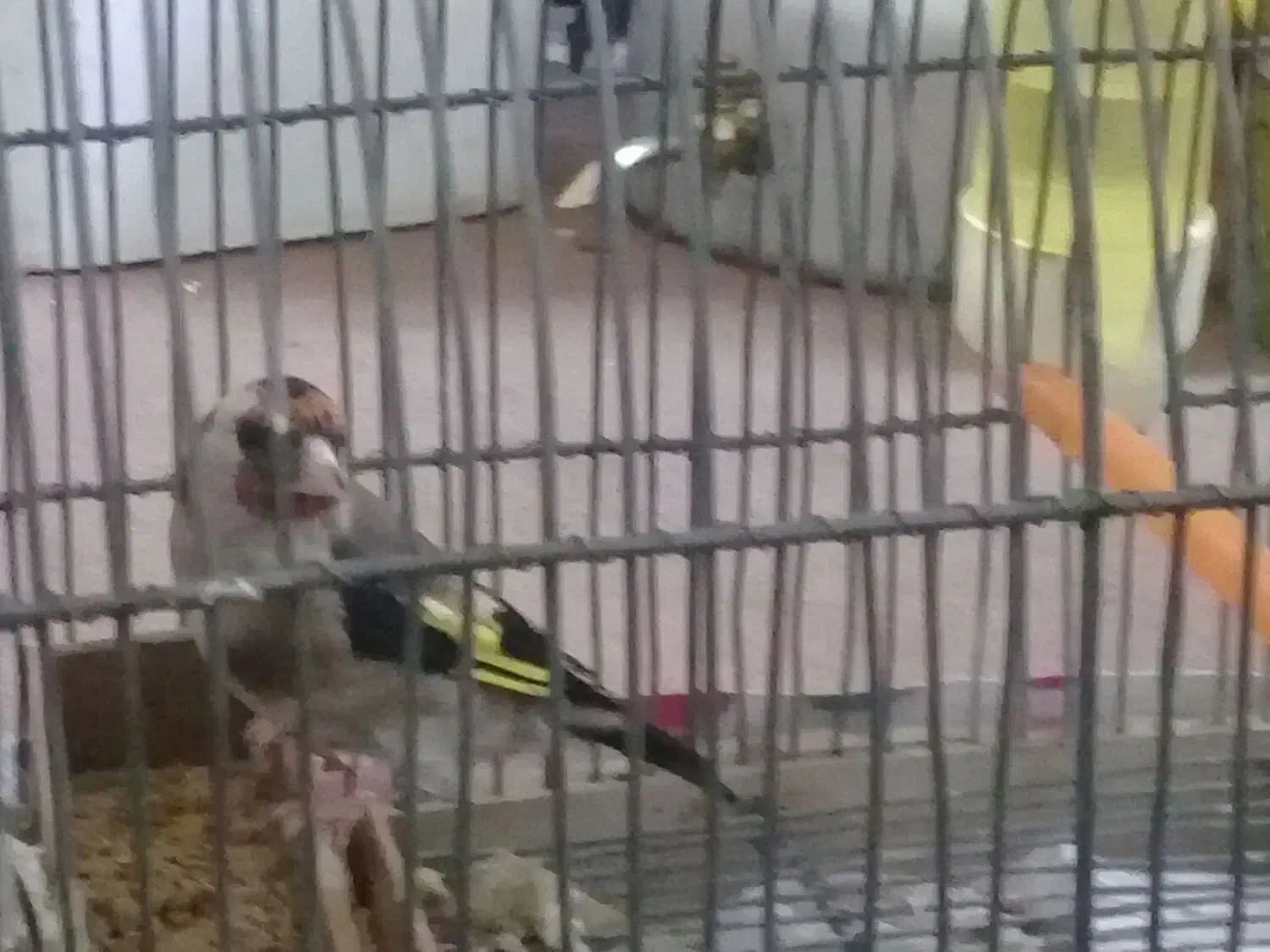 سیره ماده ۳ساله|پرنده|کرمانشاه, |دیوار