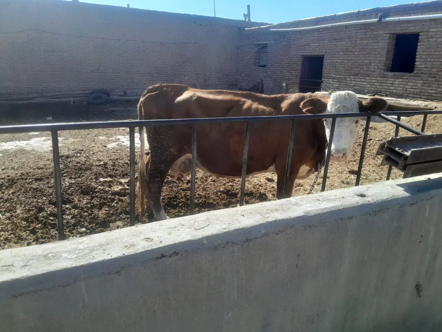 گاو و گوساله|حیوانات مزرعه|چهاربرج, |دیوار
