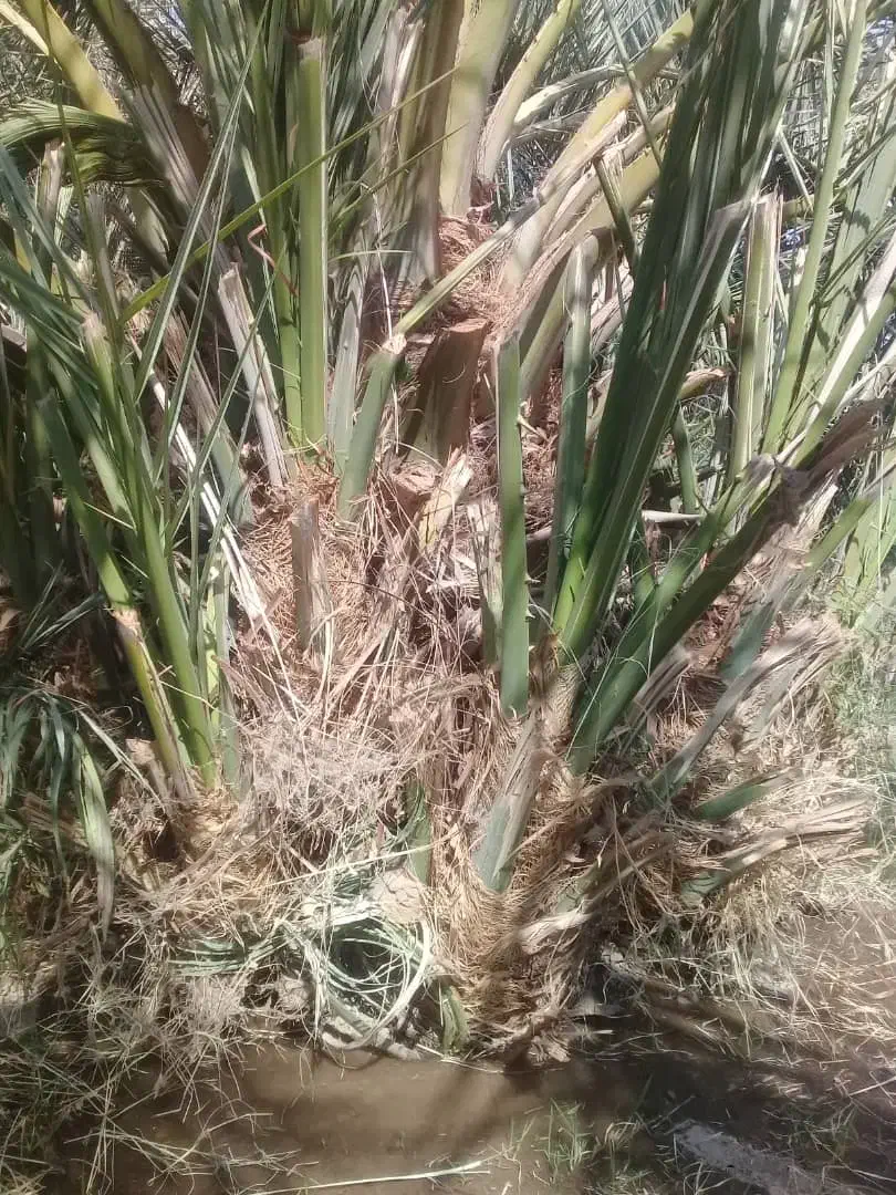 جنگفروشی|گل و گیاه طبیعی|فهرج, |دیوار