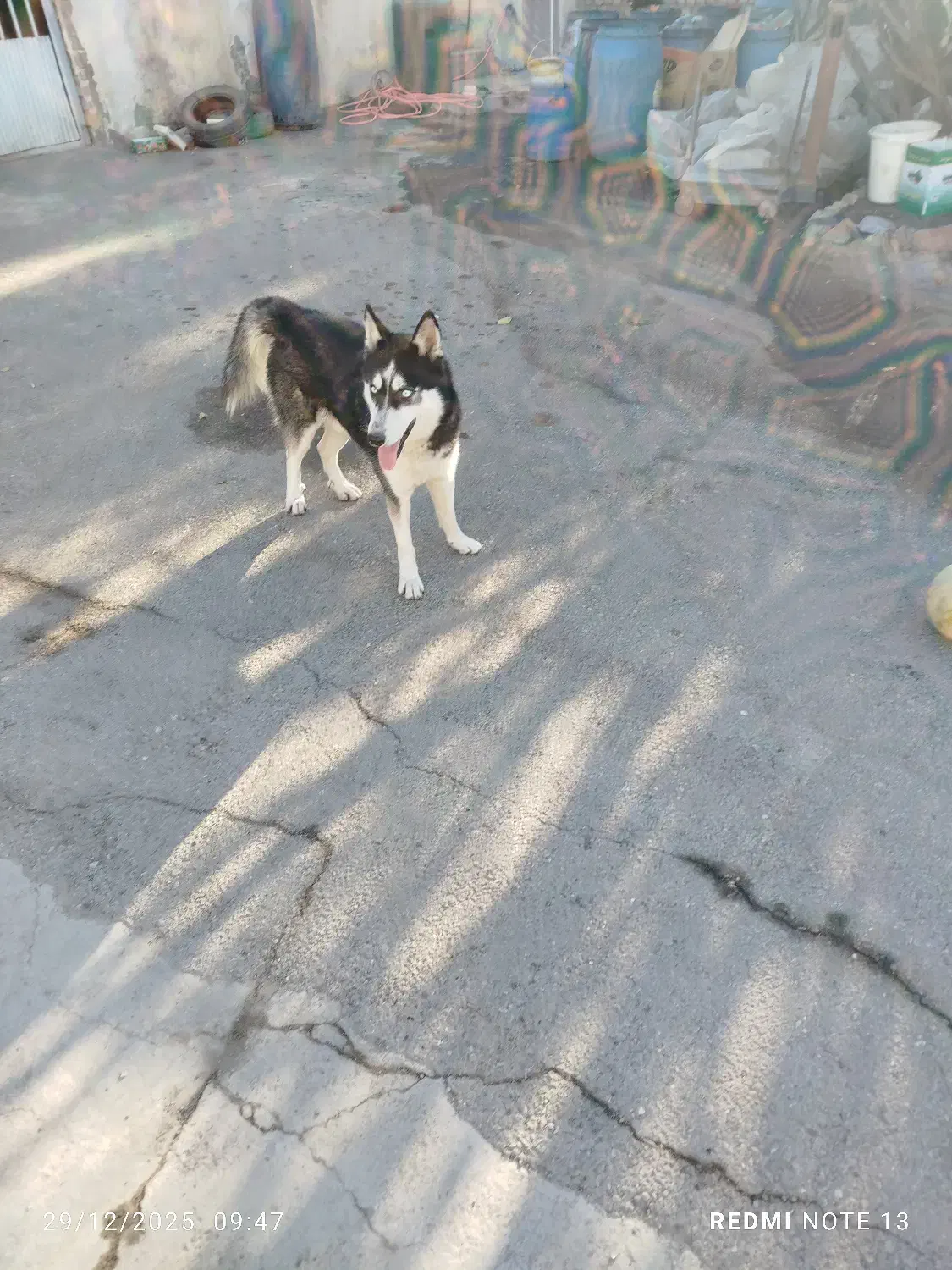 هاسکی|سگ|رشت, شهرک قدس|دیوار