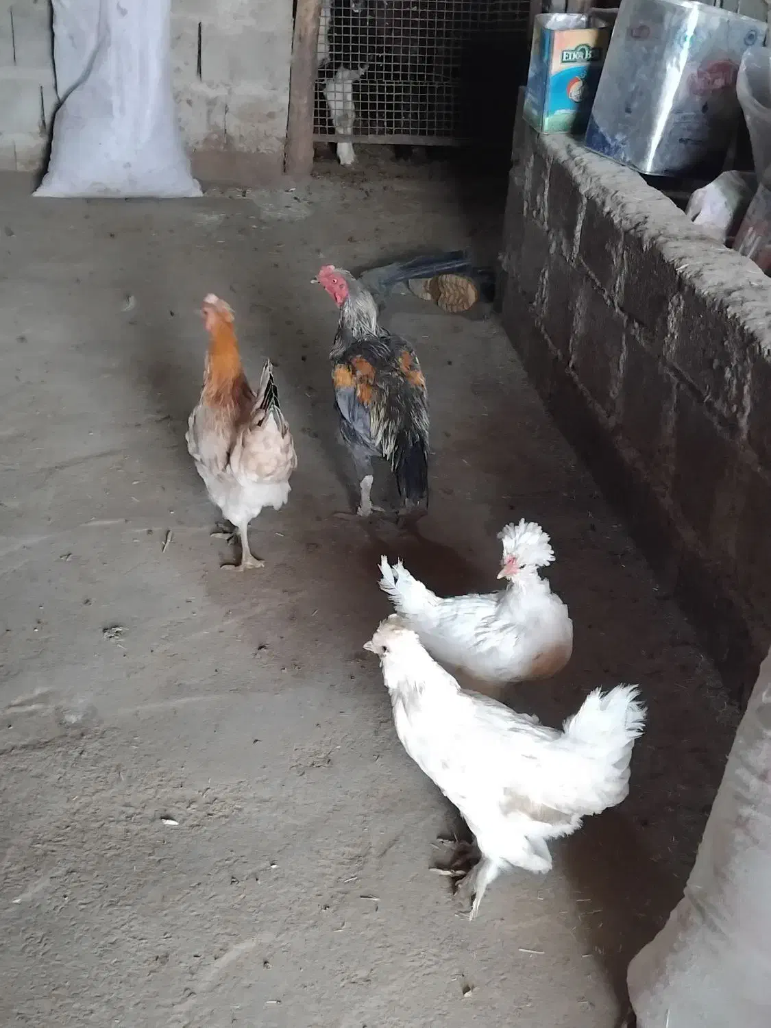 مرغ و خروس دورگ|حیوانات مزرعه|سروآباد, |دیوار