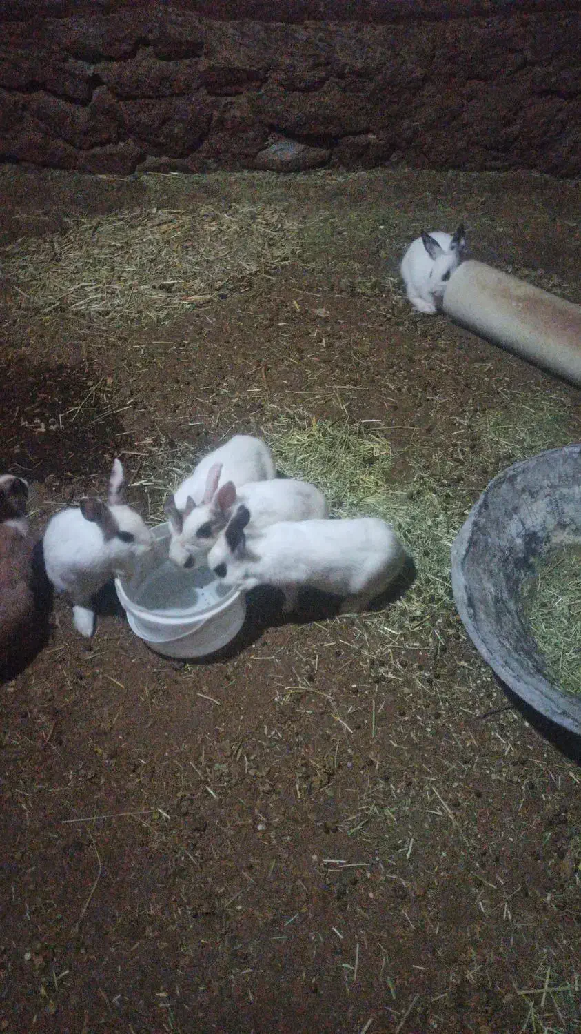 خرگوش|موش و خرگوش|سارال, |دیوار