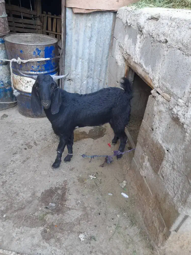 بزغاله|حیوانات مزرعه|زاهدان, |دیوار