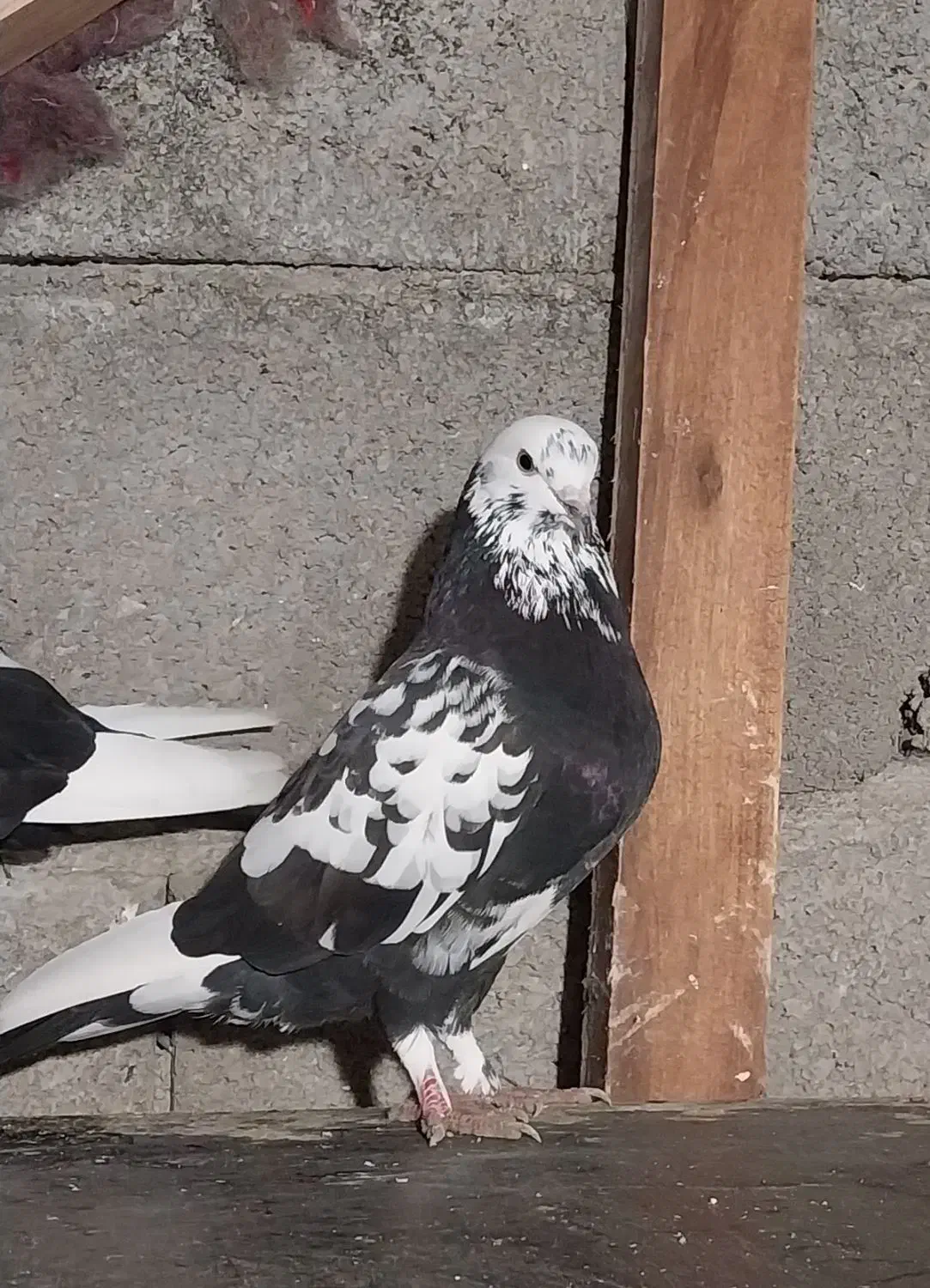 کبوتر پرشی  زیر ۱۰ ساعت|پرنده|رامسر, |دیوار