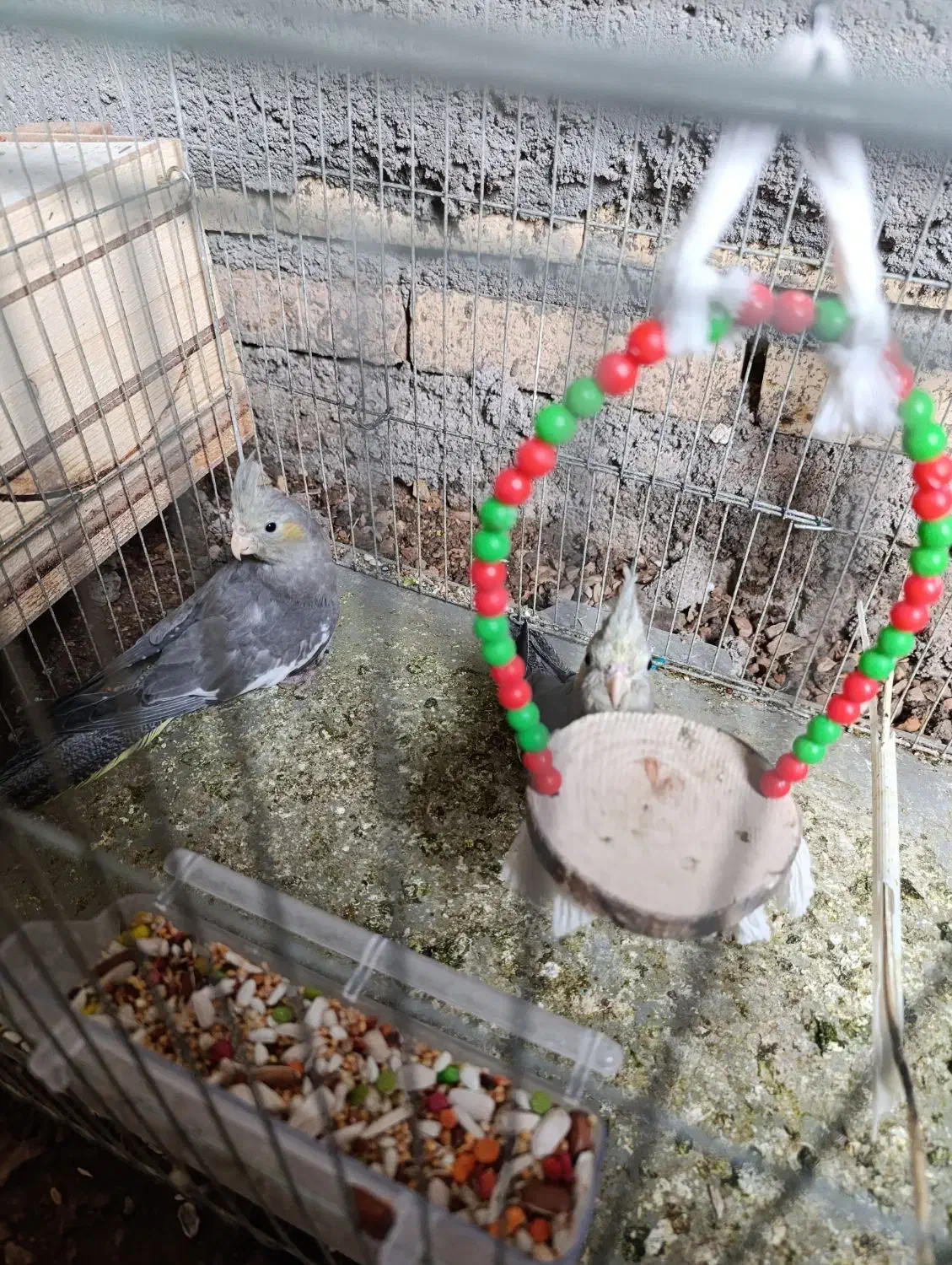 مرغ مینا عروس هلندی|پرنده|دزفول, |دیوار