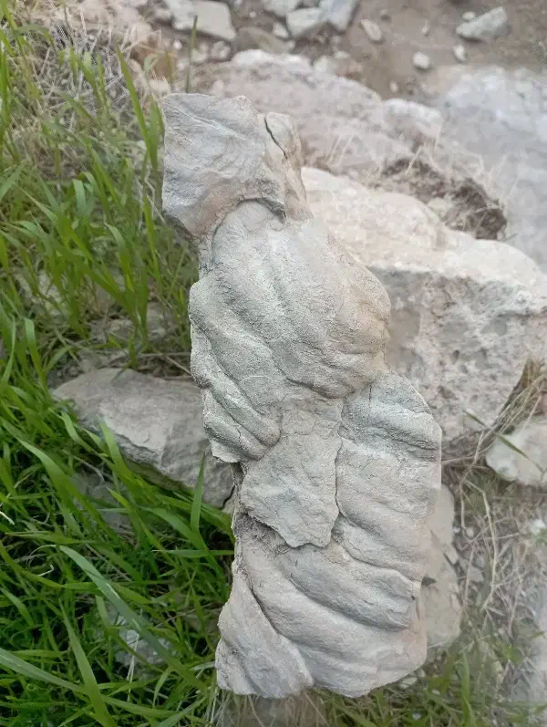 فسیل|مجسمه، تندیس، ماکت|مسجد سلیمان, |دیوار