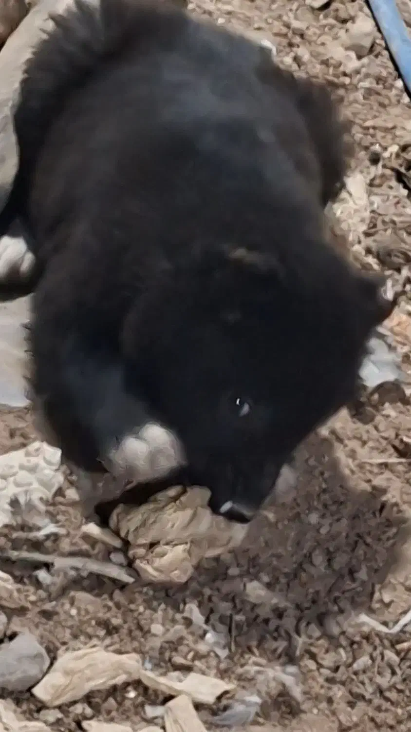 توله نر قدری جونی زیبا|سگ|برازجان, |دیوار