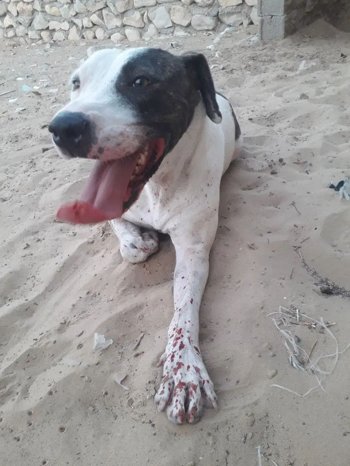 سگ دورگه ماده دو ساله پیتبول و دوگو|سگ|اهرم, |دیوار