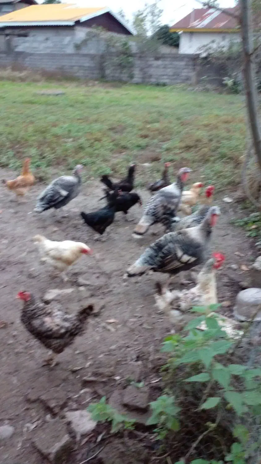 بقلمون ومرغ تخم گذار وخروس|حیوانات مزرعه|سنگر, |دیوار