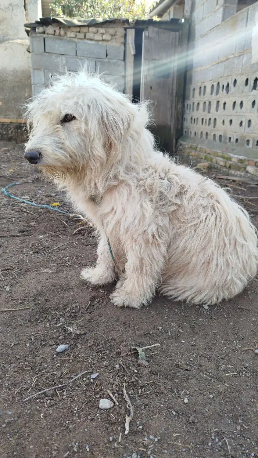 سگ پشمالو|سگ|بندر ترکمن, |دیوار