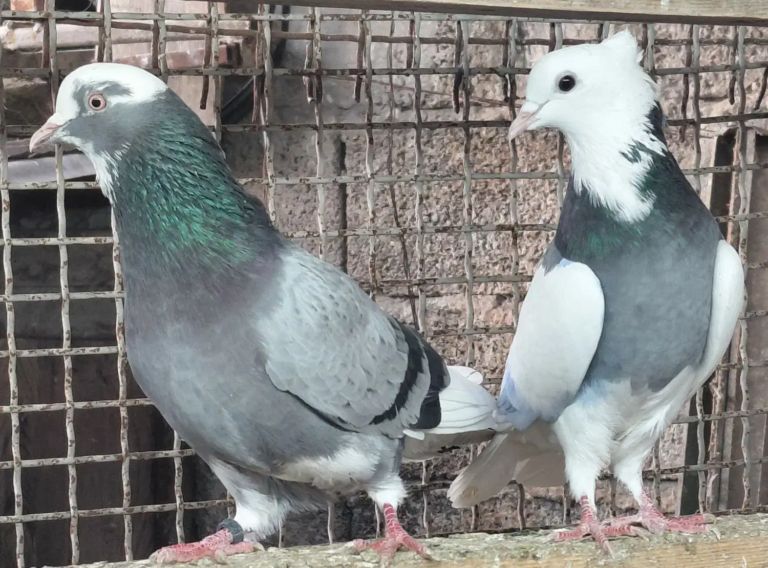 کبوتر  شازده و دست سفید|پرنده|قائم‌شهر, |دیوار