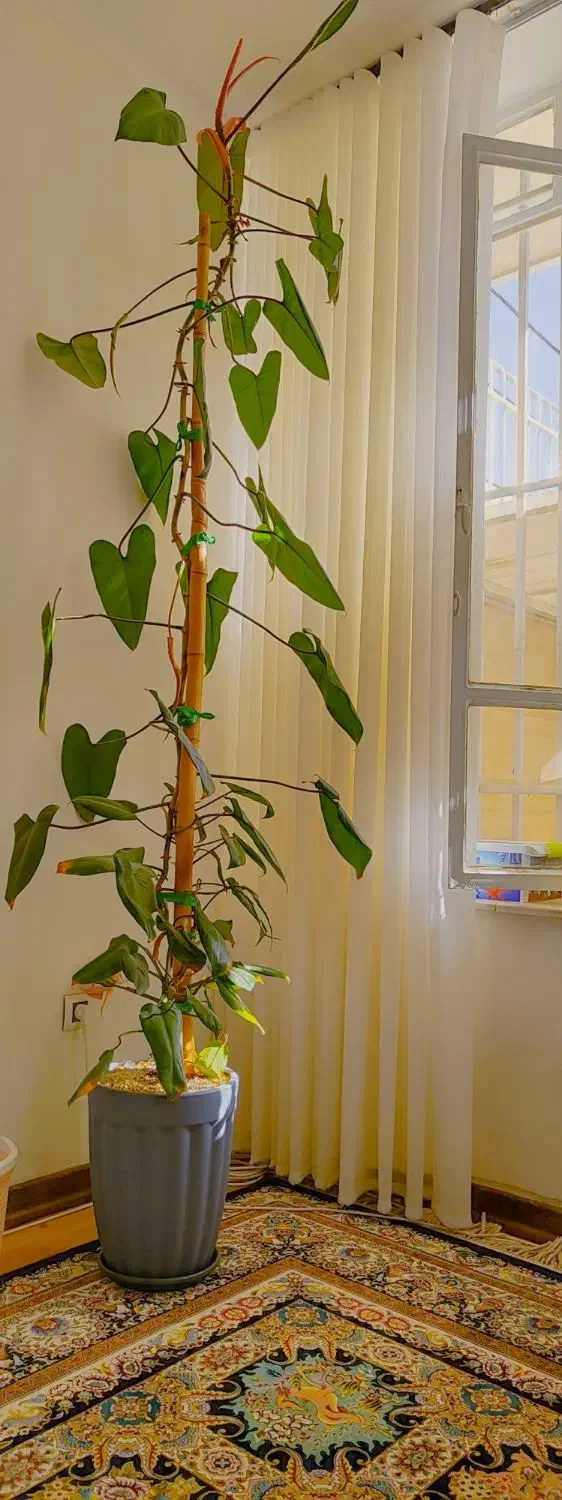 گل طبیعی|گل و گیاه طبیعی|شیراز, شهرک والفجر|دیوار