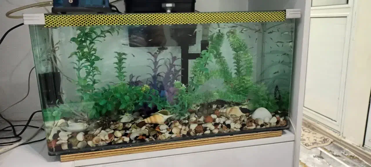 آکواریوم شیشه خم|ماهی|کرمانشاه, |دیوار