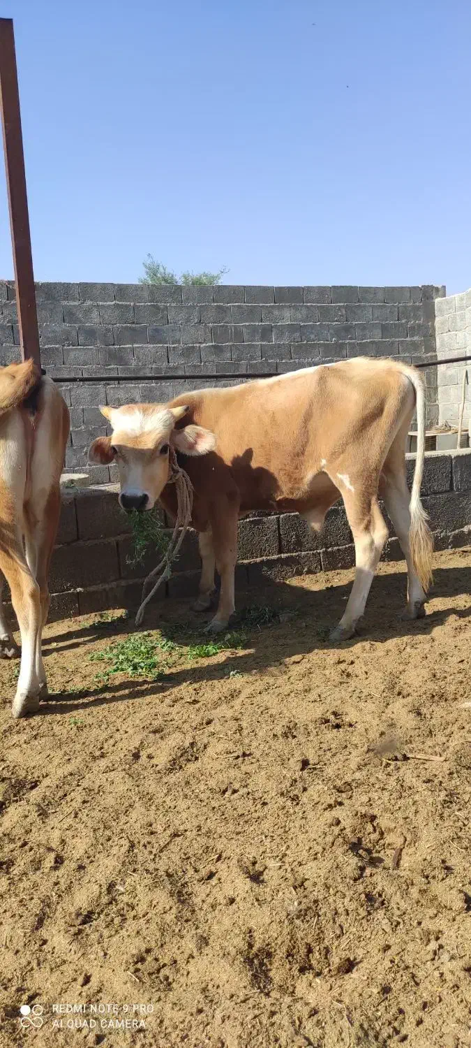 گاو و گوساله جلب گستر|حیوانات مزرعه|جیرفت, |دیوار