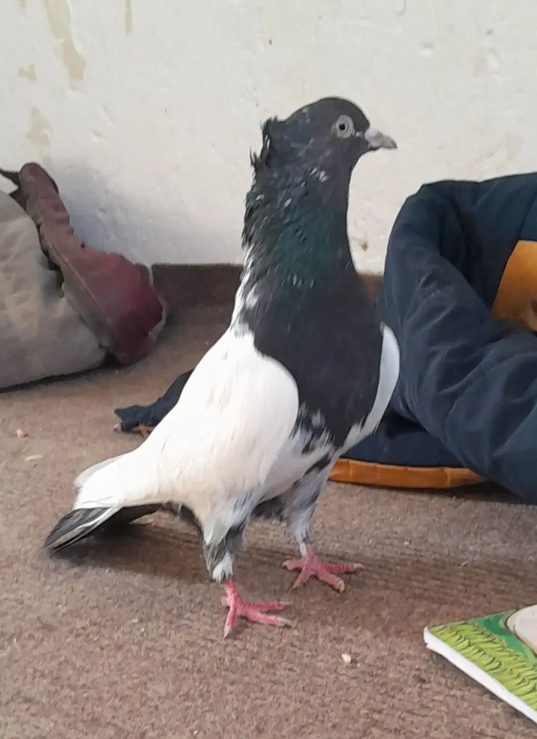 کفتر کله دم|پرنده|بجنورد, |دیوار