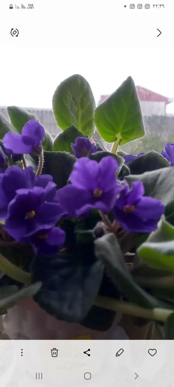 تعدادی بنفشه آفریقایی برای فروش دارم|گل و گیاه طبیعی|رشت, حمیدیان|دیوار