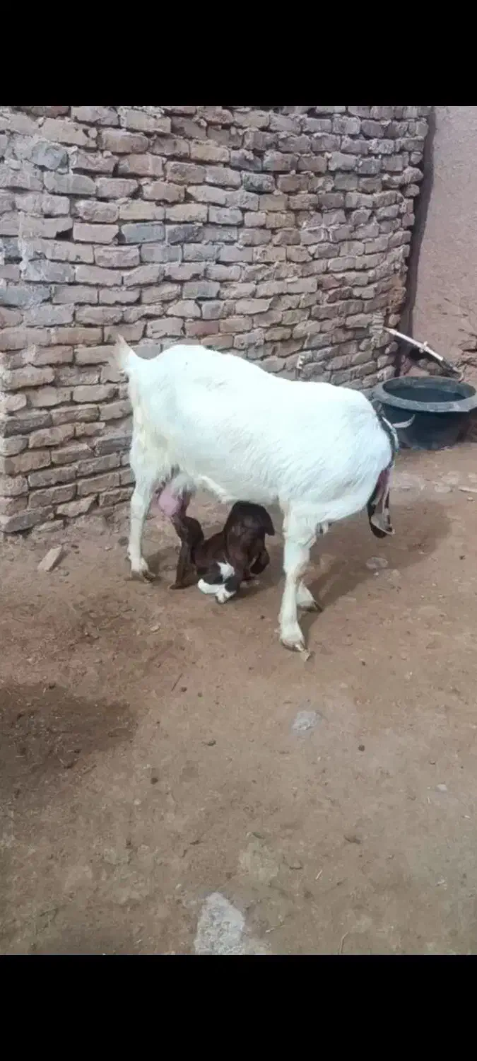 بز  پاکستانی|حیوانات مزرعه|تربت‌حیدریه, بی بی حسنیه|دیوار