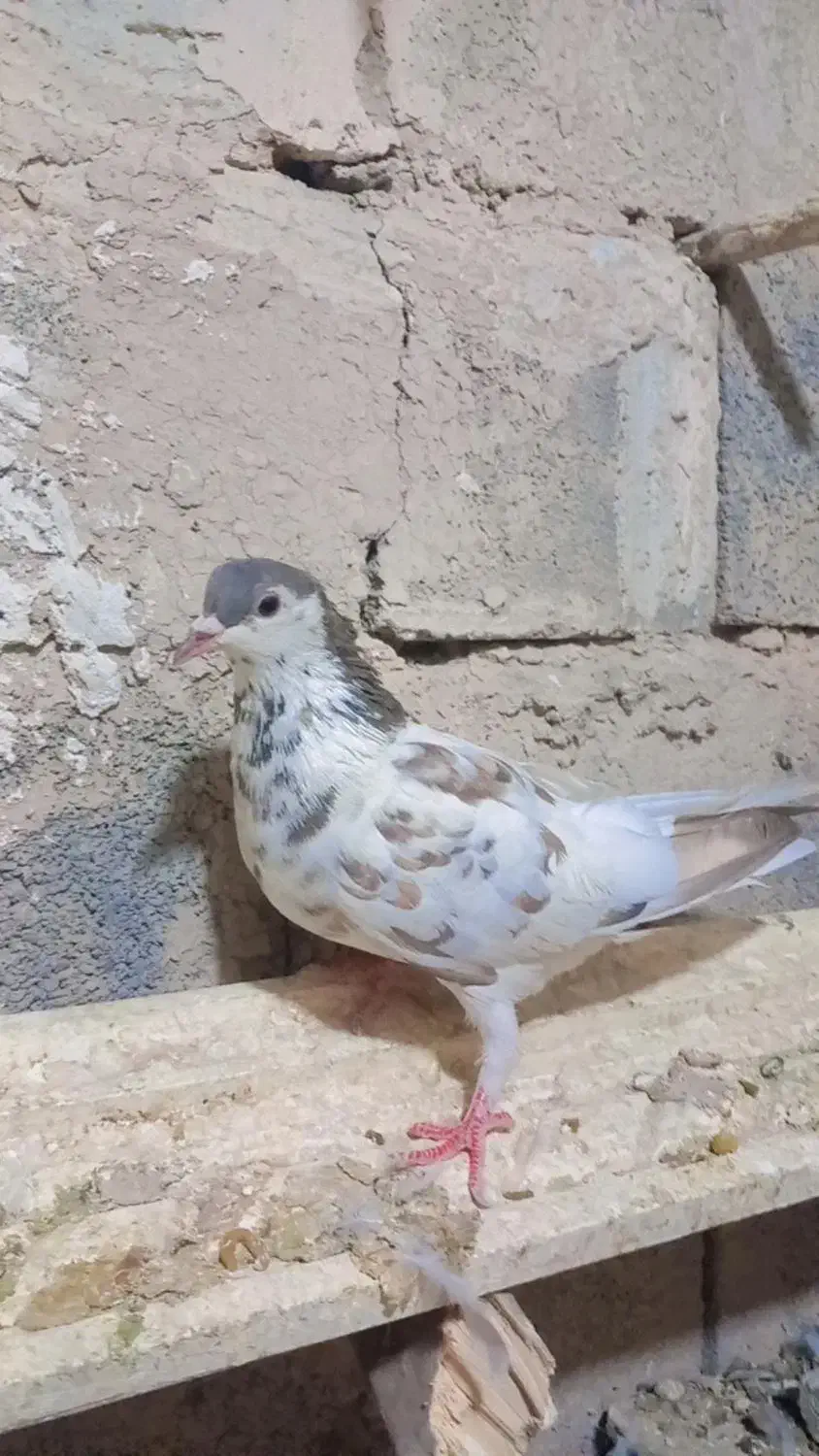 کبوتر. پرنده.کفتر.|پرنده|چناران, |دیوار