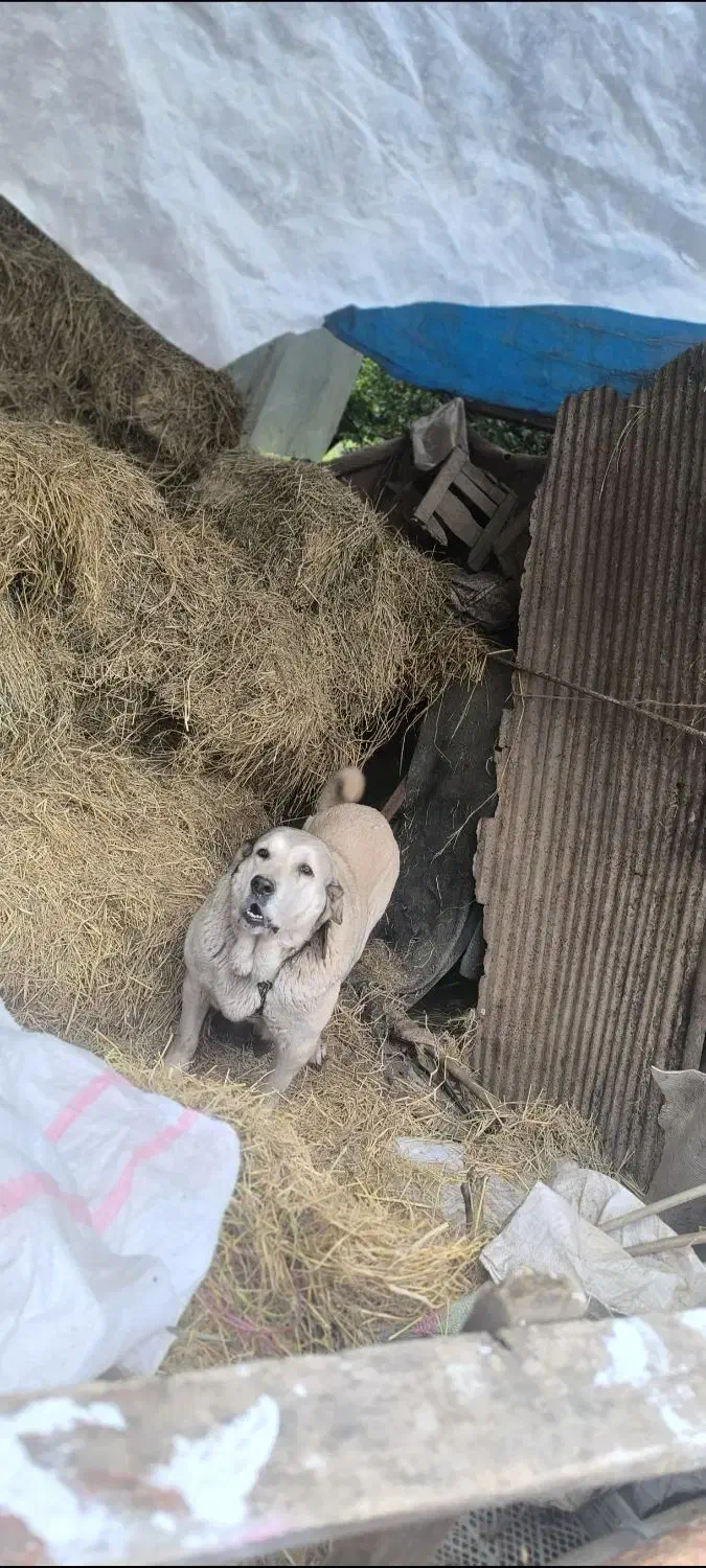 سگ ماده پژدر عراقی|سگ|رودسر, |دیوار