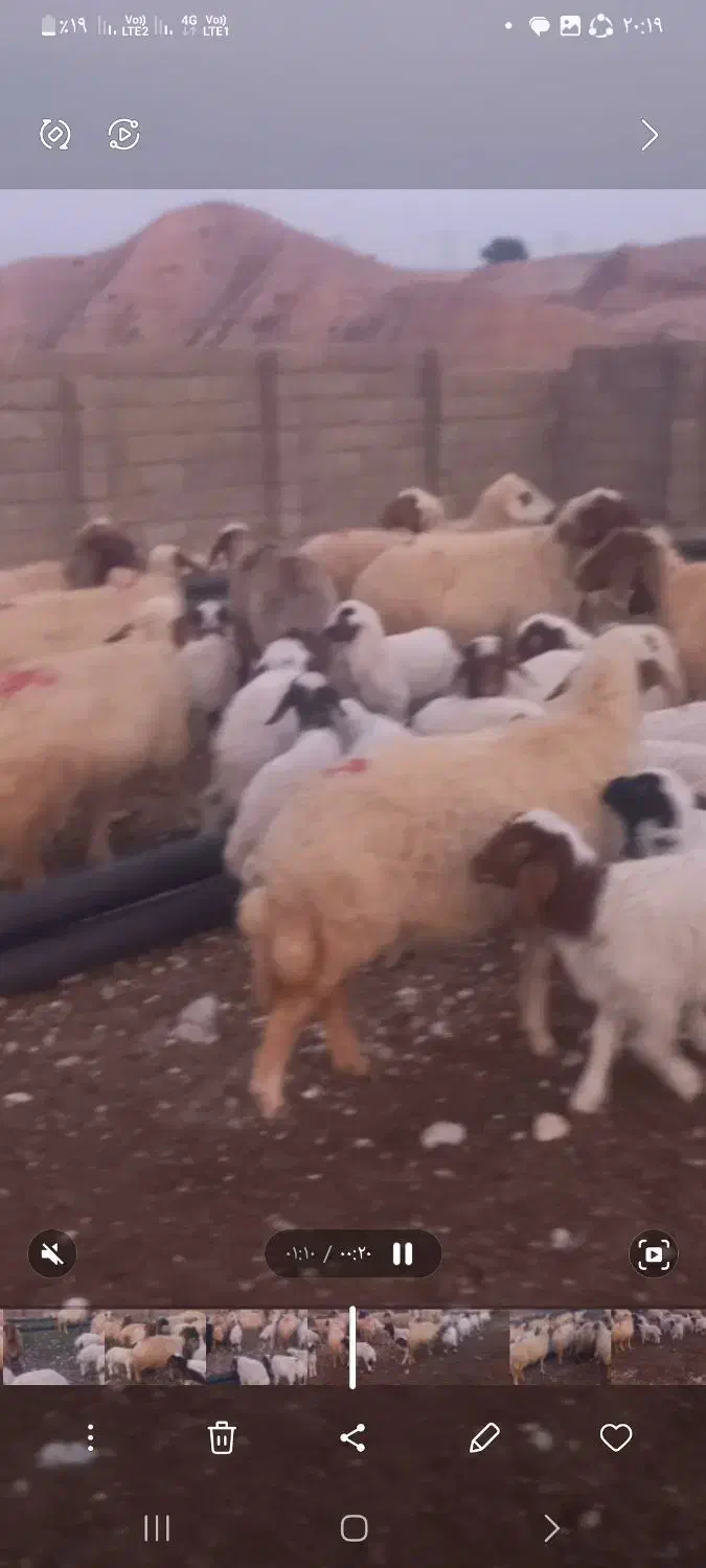 میش|حیوانات مزرعه|دزفول, |دیوار