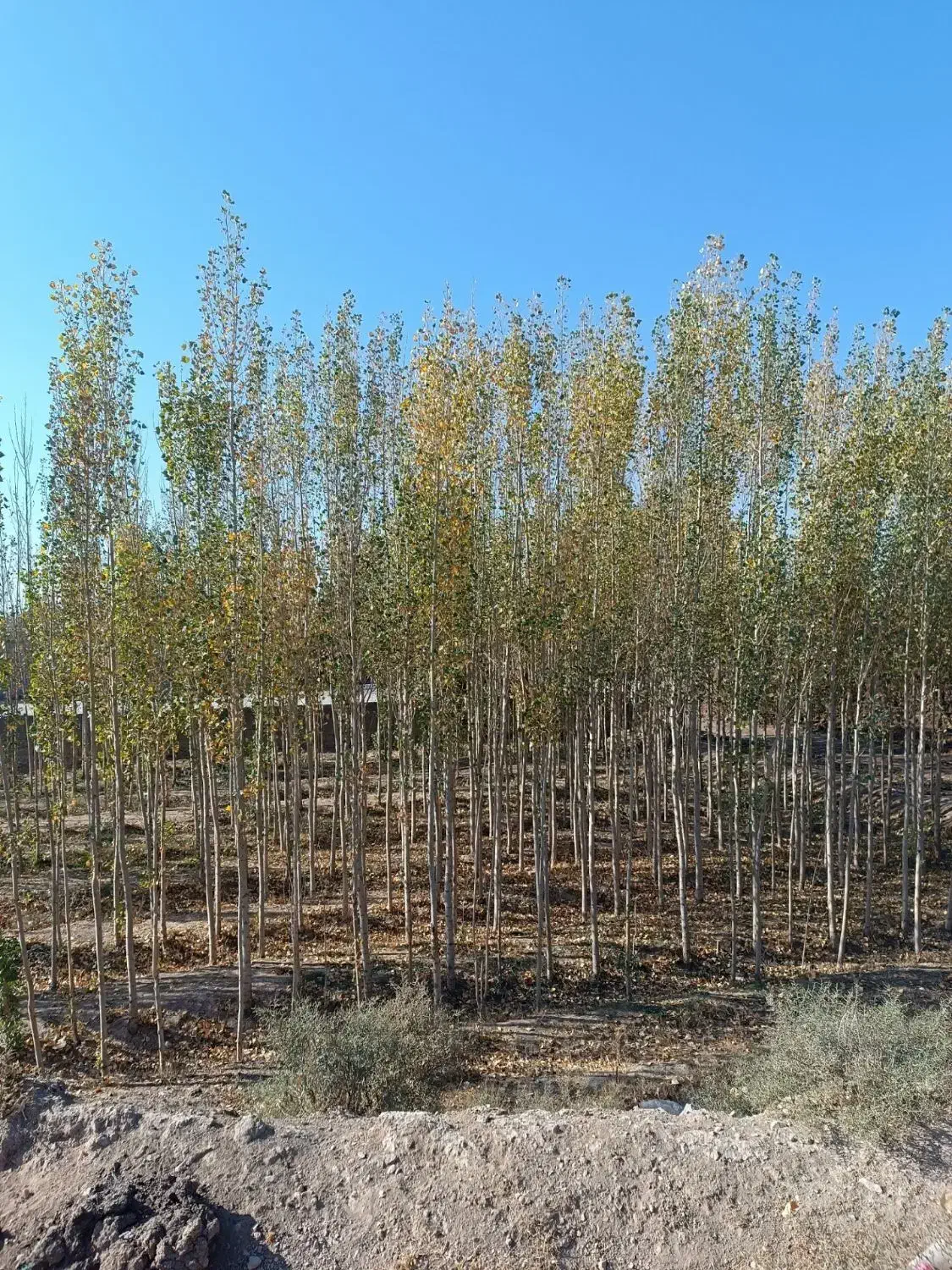 فروش عمده نهال صنوبر سرمایه گذاری پرسود|خدمات باغبانی و درختکاری|پلدختر, |دیوار