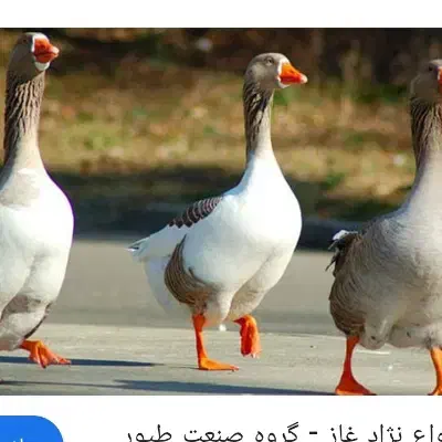 ۴عدد غاز|حیوانات مزرعه|دهدشت, |دیوار