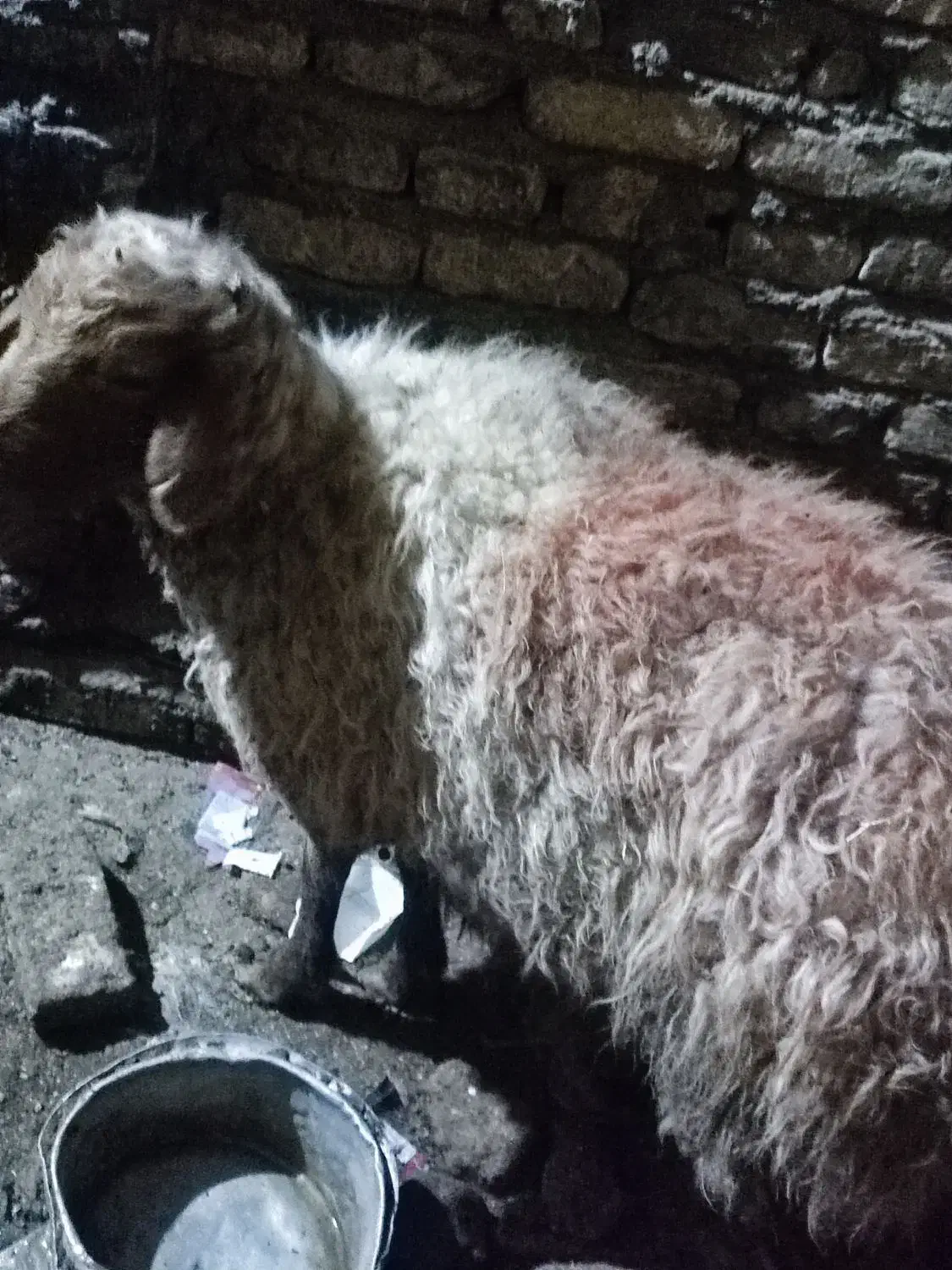 میش چاق|حیوانات مزرعه|مشهد, نیزه|دیوار