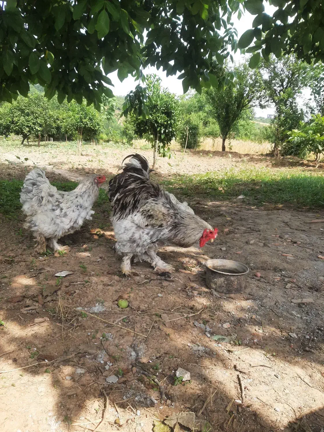 فروش و معاوضه جوجه برهما از پدر مادر وارداتی|حیوانات مزرعه|قائمشهر, |دیوار