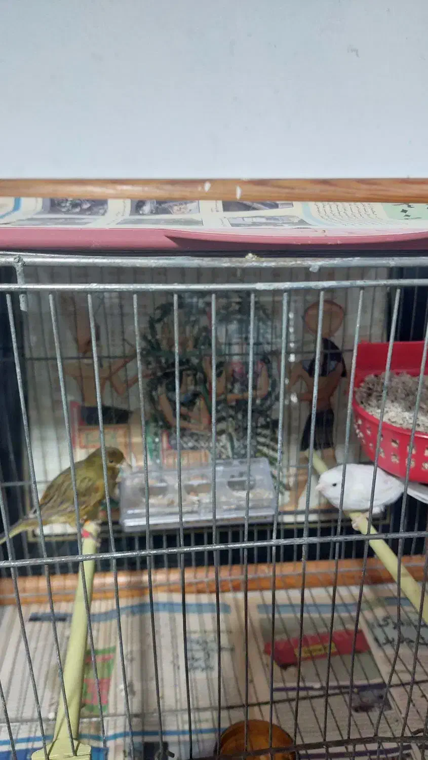 قناری رسمی بلند ورسمی|پرنده|نوشهر, |دیوار