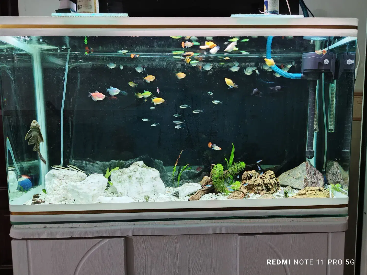 فروش ماهی آکواریومی گیاهخوار|ماهی|کرمانشاه, |دیوار