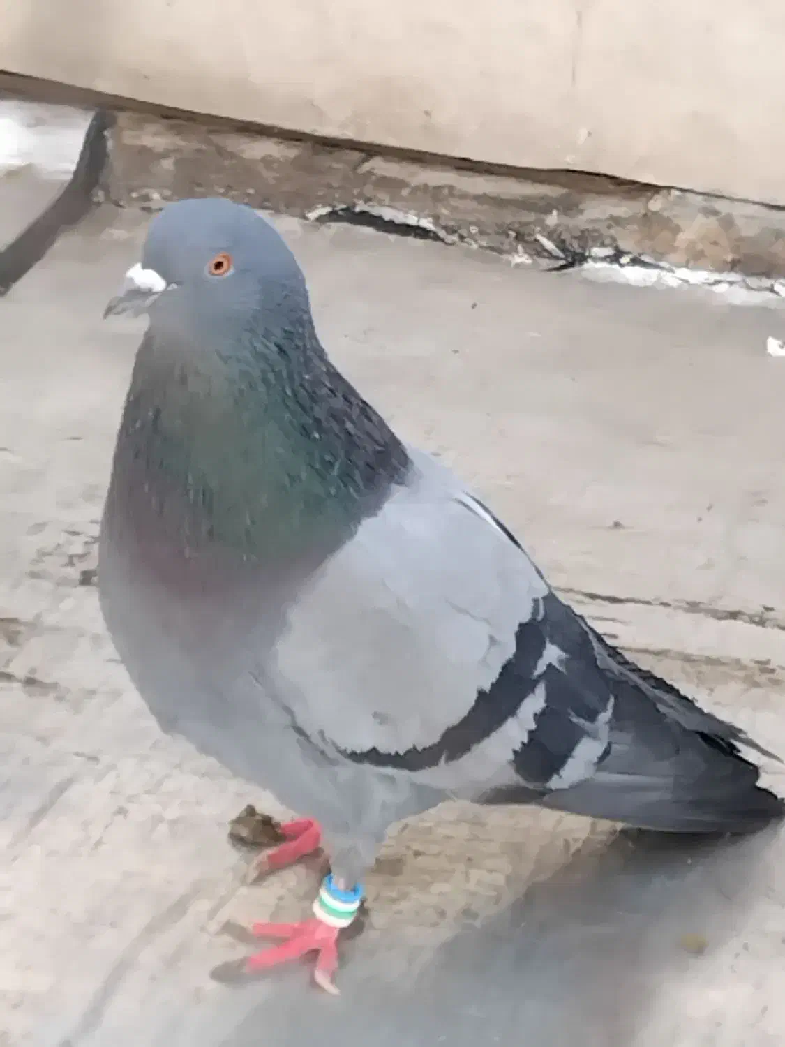 کبوتر|پرنده|تهران, زرکش|دیوار