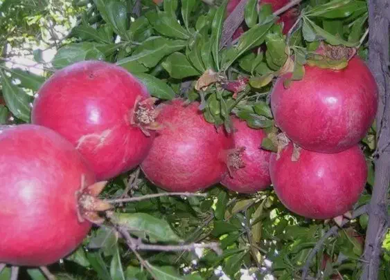 فروش انار|عمدهفروشی|شهرضا, |دیوار