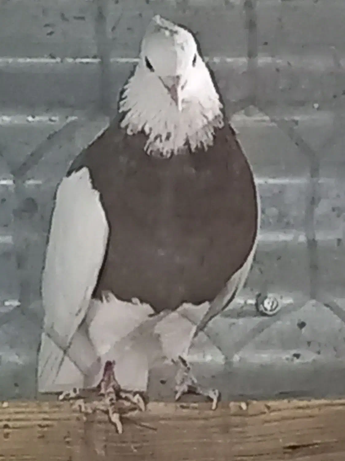 کبوتر طوقی|پرنده|تهران, هفده شهریور|دیوار