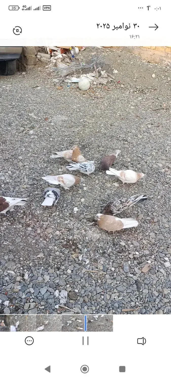 فروش چند جفت کبوتر زرد و سرور...|پرنده|اشنویه, |دیوار