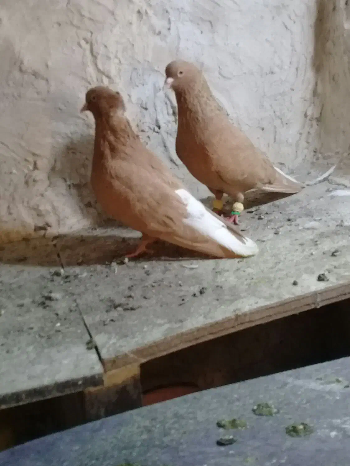 کبوتر‌نر‌ماده‌زرد‌دمسفید|پرنده|الوند, |دیوار