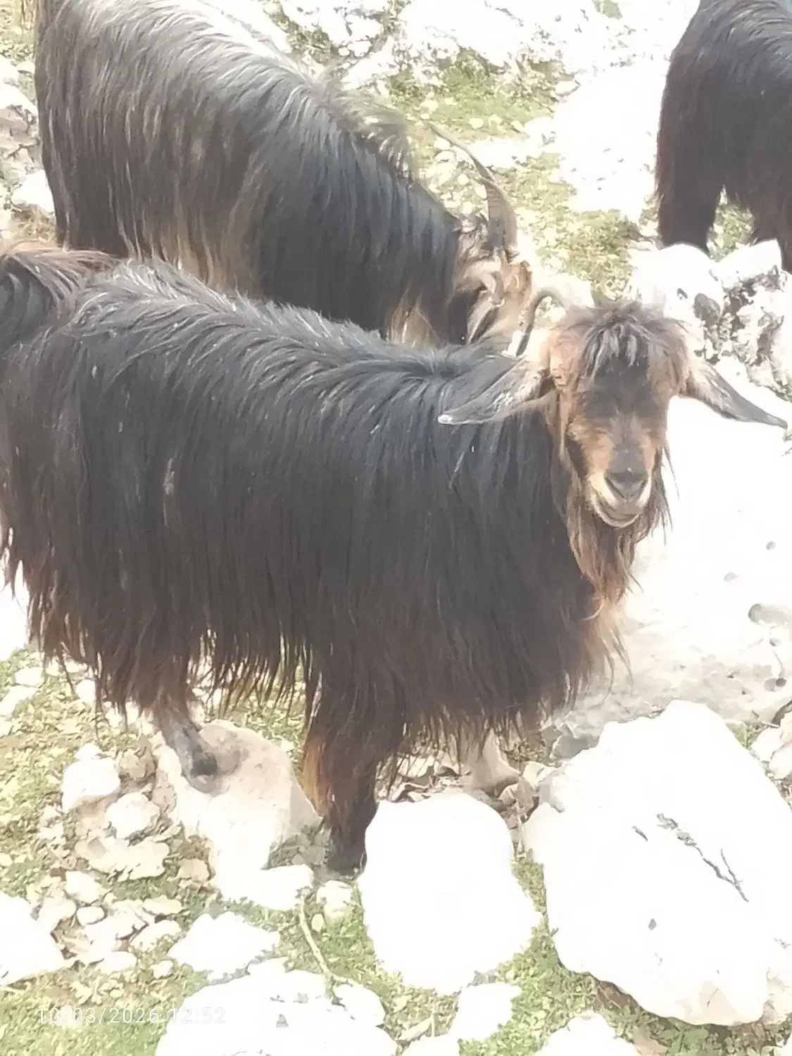 526|حیوانات مزرعه|شوش, |دیوار